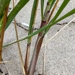 Calamagrostis breviligulata Bark