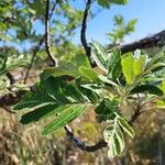 Sorbus hybrida Leaf