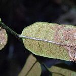 Bolbitis gemmifer Leaf