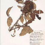 Lithocarpus brassii Otro