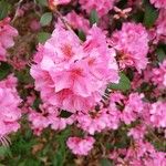 Rhododendron catawbiense Flower