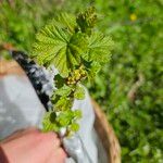 Ribes rubrumLeaf