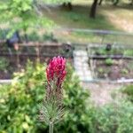 Trifolium incarnatum Цвят