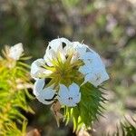 Woollsia pungens Flower