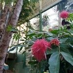 Calliandra haematocephalaFlower