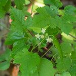 Rubus setosus Лист