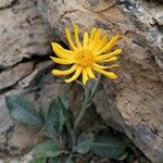 Senecio doronicum Flor