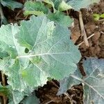 Brassica napus ഇല