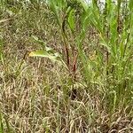 Rumex verticillatus Blatt