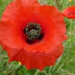 Papaver rhoeas Λουλούδι