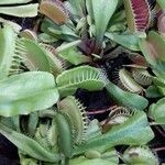 Dionaea muscipula List