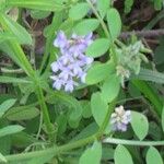 Vicia ludoviciana Flor