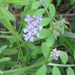 Vicia ludoviciana Blomma