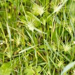 Aegilops geniculata Hábito