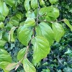 Parrotia persica पत्ता