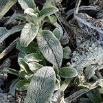 Stachys germanica पत्ता