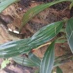 Coelogyne imbricata List