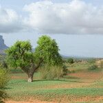 Prosopis africana Liść