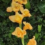 Gladiolus dalenii Floare