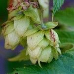 Humulus lupulus Іншае