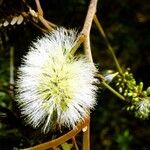 Archidendropsis macradenia Fruit