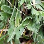 Achillea clavennae Leaf