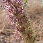 Cenchrus biflorus Flower