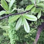 Sideroxylon lanuginosum Leaf