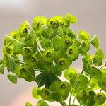 Euphorbia × martini Lorea