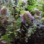 Origanum scabrum Habit