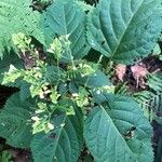 Collinsonia canadensis Flor