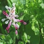 Fumaria agraria Flower