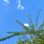 Commiphora leptophloeos Leaf