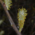 Salix sericea Flor