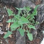 Sonchus oleraceus Листок