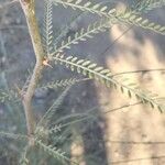 Parkinsonia aculeataΦύλλο