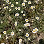 Anthemis cretica Floare