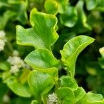 Alternanthera ficoidea Fuelha