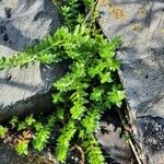 Lysimachia maritimaYaprak