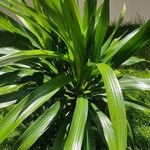Dracaena arborea Hoja