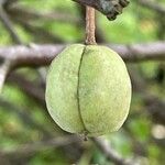 Pittosporum tenuifolium Fruit