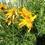 Arnica montana Cvet