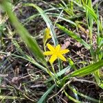 Hypoxis hirsuta Foglia