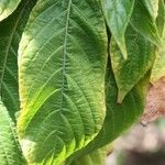 Aphelandra sinclairiana Leaf