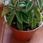 Peperomia dolabriformis Liść