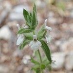 Sideritis romana Plante entière