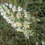 Reseda alba Floare
