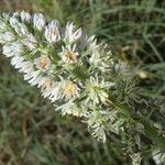 Reseda alba Λουλούδι