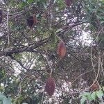 Amphilophium crucigerum Fruit