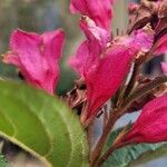 Weigela hortensis Кветка